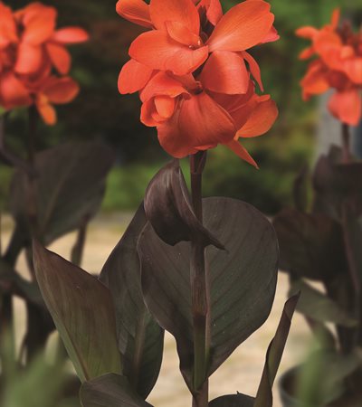 Canna Lily CannaSol™ Happy Wilma®